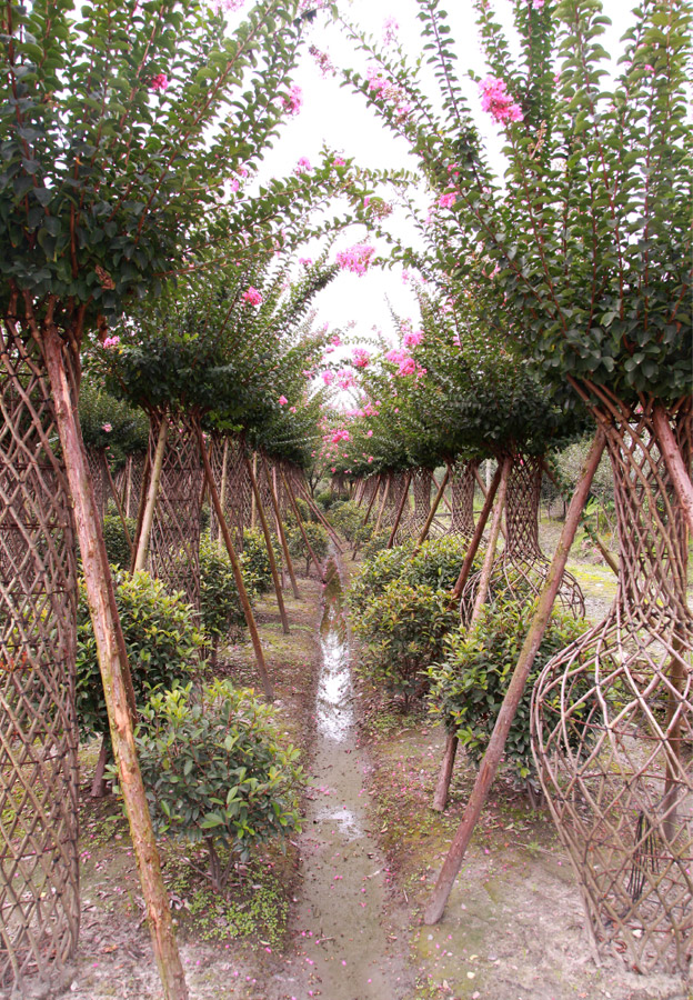 北京喜天運園林綠化有限公司