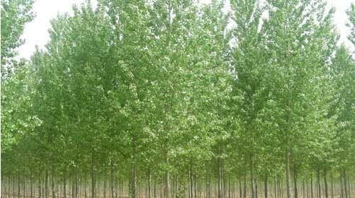 河南白蠟苗的種植與發(fā／fà)展