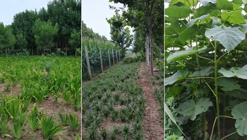 如(rú)何确定河南白蠟苗的施肥量？
