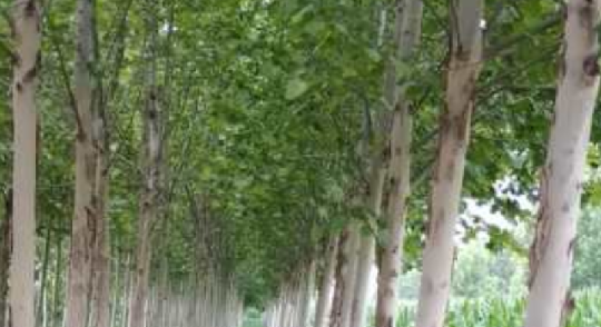 法桐苗木廠家(jiā)分析種植注意事(shì)項
