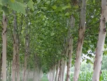 法桐苗木種植注意事(shì)項有哪些？